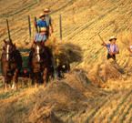 Amish boys in a field