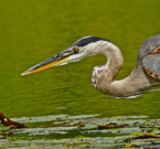 Great Blue Heron at Camp May New Jersey