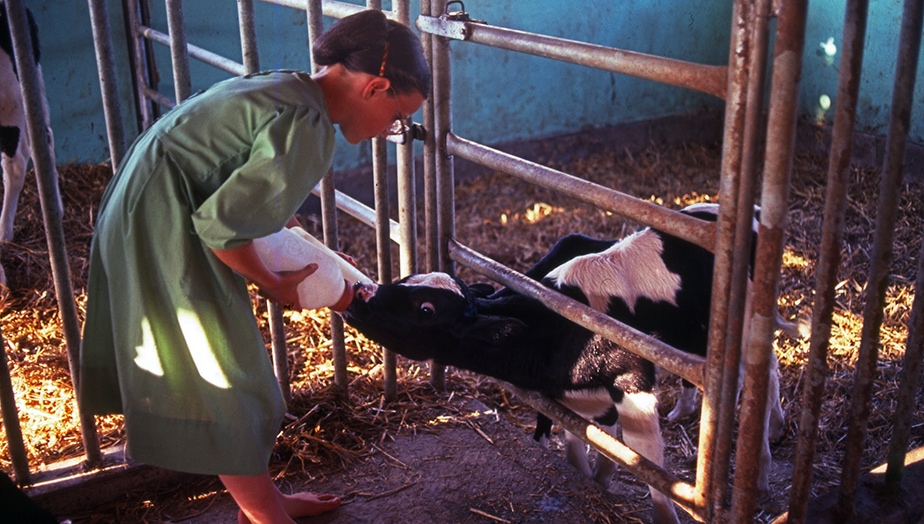 An Amish girl feeds a calf, Lancaster County, Pennsylvania. Photographing the Amish